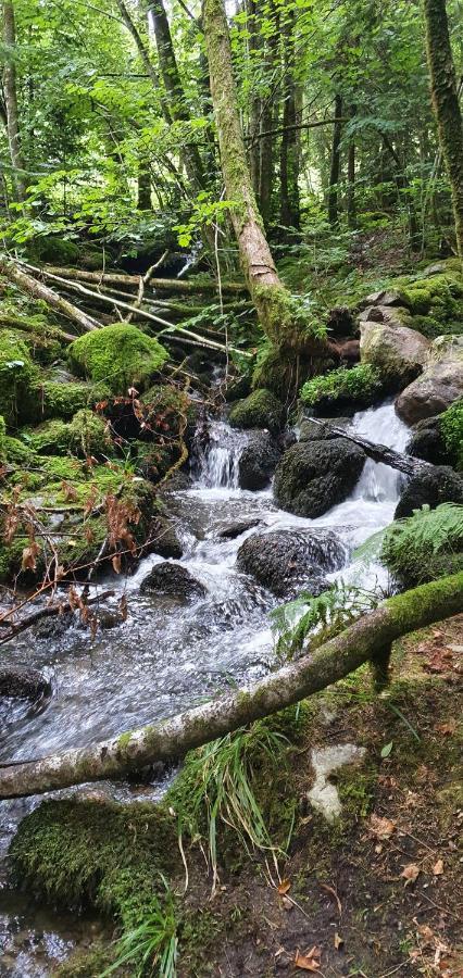Black Forest Kuckucksnest Schönwalde المظهر الخارجي الصورة